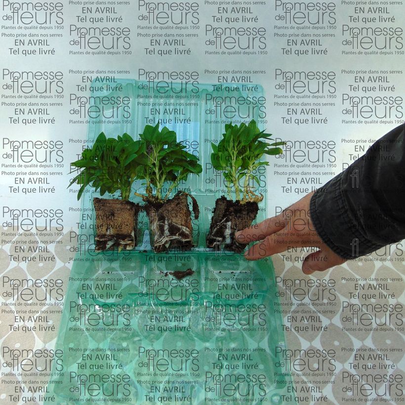 Example of Alstroemeria Inticancha Cabana - Lis des Incas Wortelkluit van 4 cm x 4,5 cm as you get