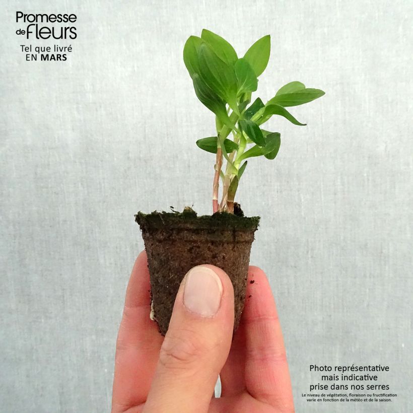 Example of Alstroemère Inticancha Dark Purple - Lis des Incas Wortelkluit van 4 cm x 4,5 cm as you get in printemps