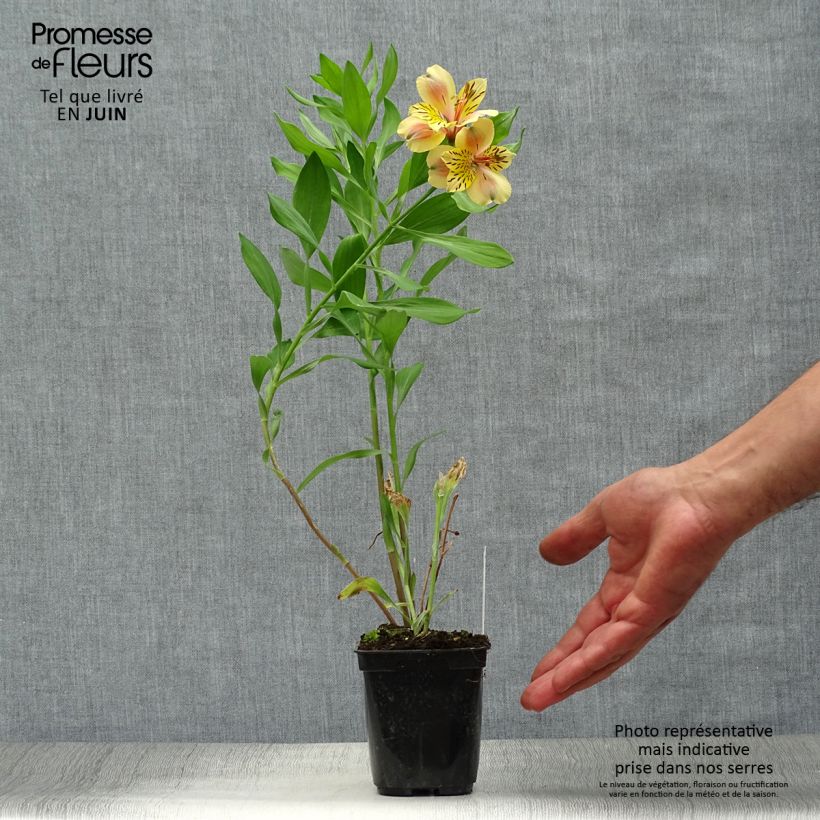 Exemplaar van Alstroemeria Majestic Layon - Incalelie Kweekpotje van 8/9 cm zoals geleverd in de zomer