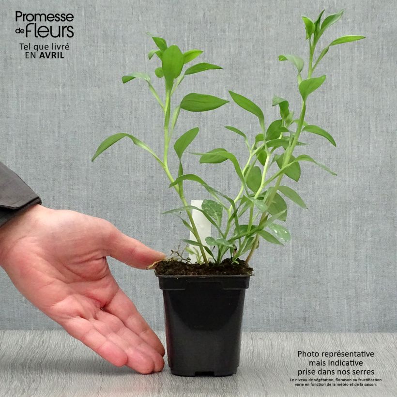 Exemplaar van Alstroemeria Majestic Layon - Incalelie Kweekpotje van 8/9 cm zoals geleverd in de lente