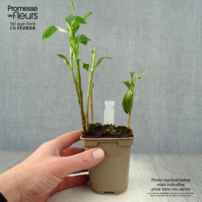 Example of Alstroémère haute Majestic Layon - Lys des Incas Kweekpotje van 8/9 cm as you get in hiver