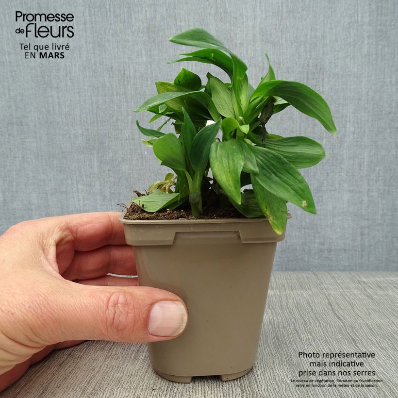 Exemplaar van Alstroemeria Majestic Mazé - Incalelie Kweekpotje van 8/9 cm zoals geleverd in de lente