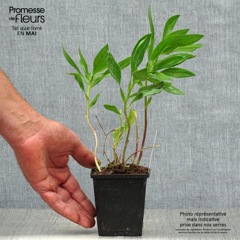 Exemplaar van Alstroemeria Majestic Montsoreau - Incalelie Kweekpotje van 8/9 cm zoals geleverd in de lente