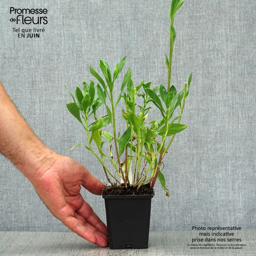Exemplaar van Alstroemeria Majestic Montsoreau - Incalelie Kweekpotje van 8/9 cm zoals geleverd in de zomer
