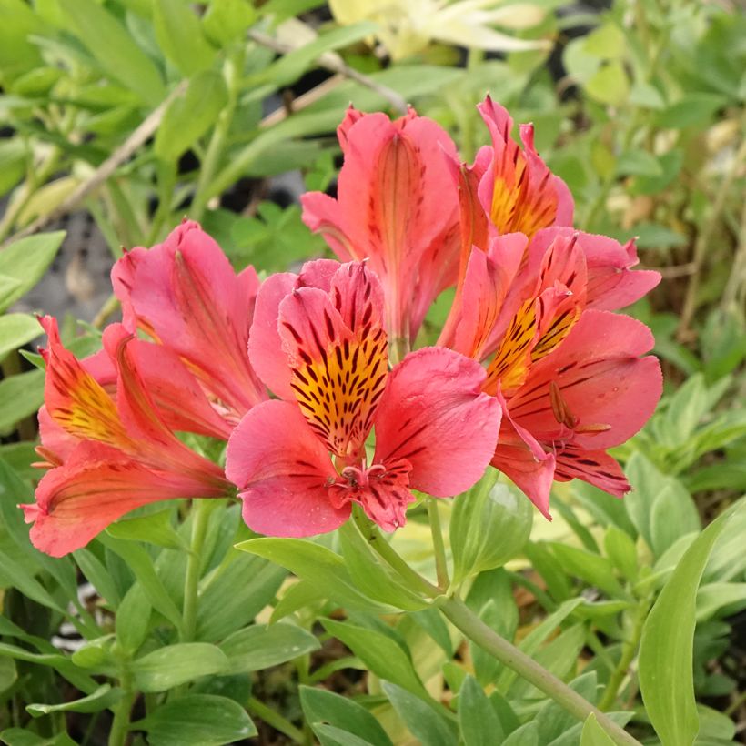 Alstroemeria Majestic Tiercé - Incalelie (Bloei)