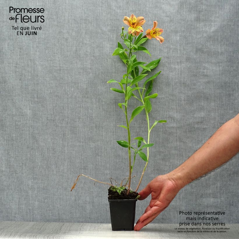 Exemplaar van Alstroemeria Majestic Aubance - Incalelie Kweekpotje van 8/9 cm zoals geleverd in de zomer
