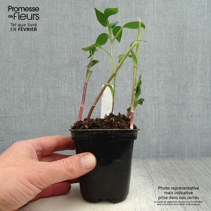 Example of Alstroemeria Majestic Aubance - Incalelie Kweekpotje van 8/9 cm as you get in hiver