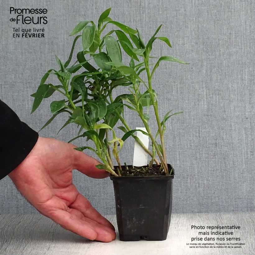 Example of Alstroemeria Majestic Avrillé - Incalelie Kweekpotje van 8/9 cm as you get in hiver