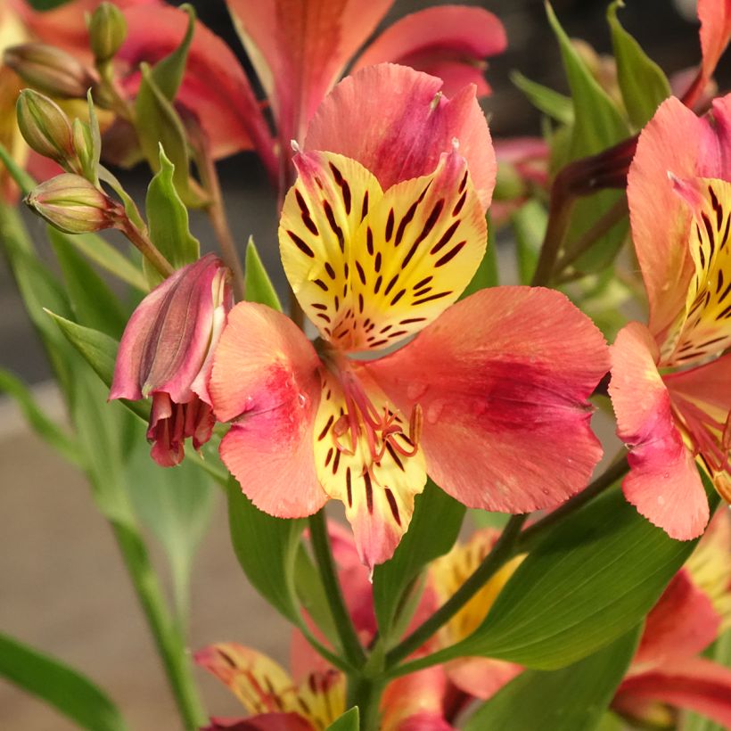 Alstroemeria Majestic Avrillé - Incalelie (Bloei)