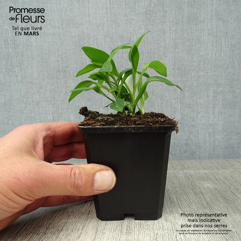 Exemplaar van Alstroemeria Majestic Briançon - Incalelie Kweekpotje van 8/9 cm zoals geleverd in de lente