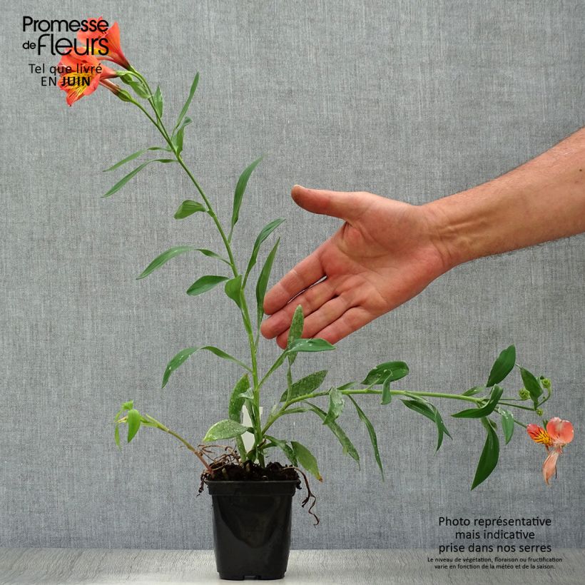 Exemplaar van Alstroemeria Majestic Brissac - Incalelie Kweekpotje van 8/9 cm zoals geleverd in de zomer