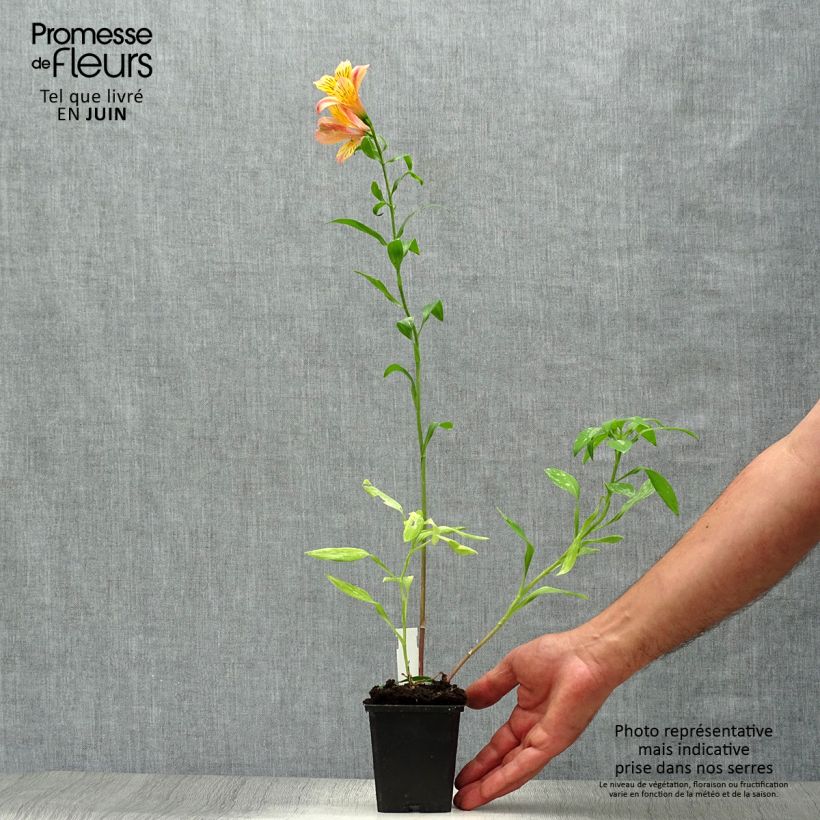 Exemplaar van Alstroemeria Majestic Chartrené Kweekpotje van 8/9 cm zoals geleverd in de zomer
