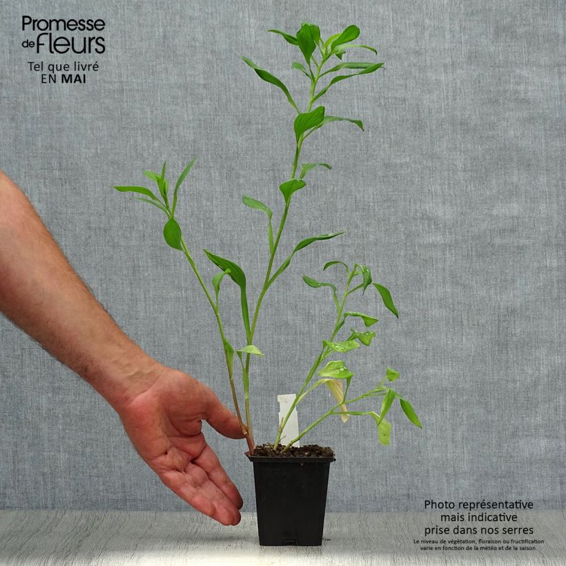 Exemplaar van Alstroemeria Majestic Chartrené Kweekpotje van 8/9 cm zoals geleverd in de lente