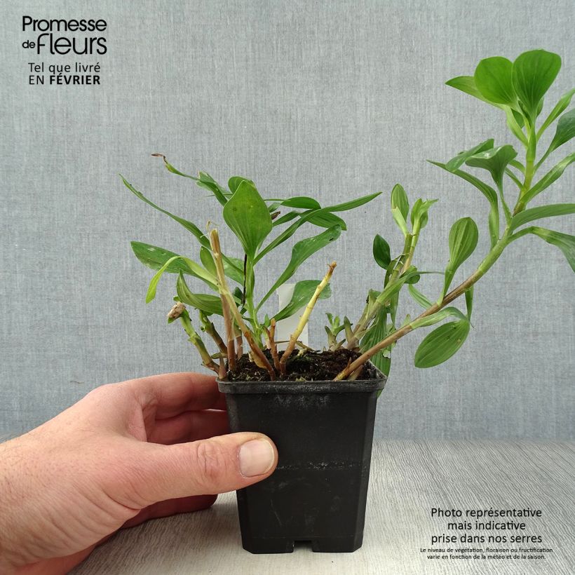 Example of Alstroemeria Majestic Chartrené Kweekpotje van 8/9 cm as you get in hiver