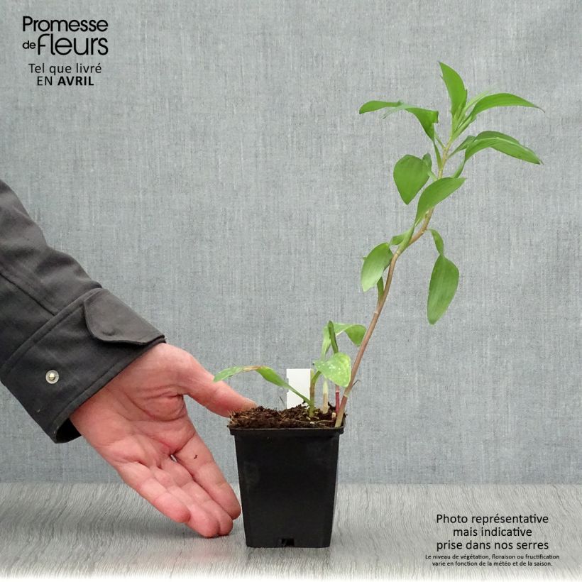 Exemplaar van Alstroemeria Majestic Chinon - Incalelie Kweekpotje van 8/9 cm zoals geleverd in de lente