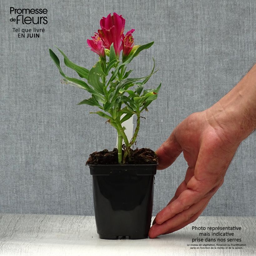 Exemplaar van Alstroemeria Pitchounes Lola - Incalelie Kweekpotje van 8/9 cm zoals geleverd in de zomer