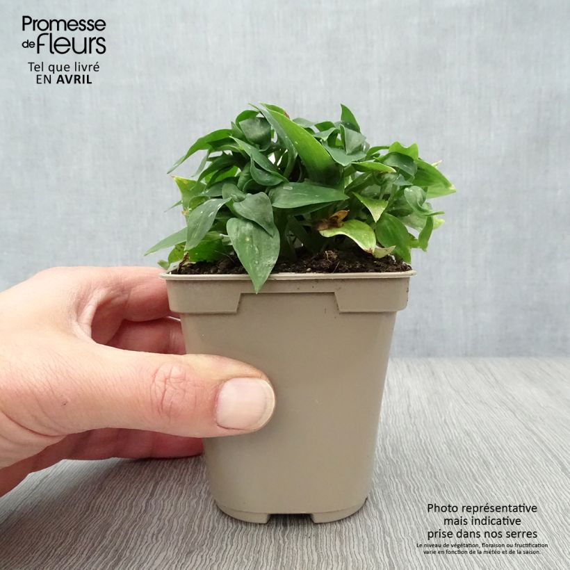 Exemplaar van Alstroemeria Pitchounes Lola - Incalelie Kweekpotje van 8/9 cm zoals geleverd in de lente