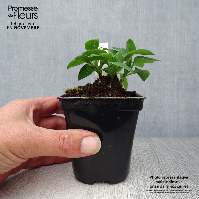 Exemplaar van Alstroemeria Pitchounes Lola - Incalelie Kweekpotje van 8/9 cm zoals geleverd in de herfst