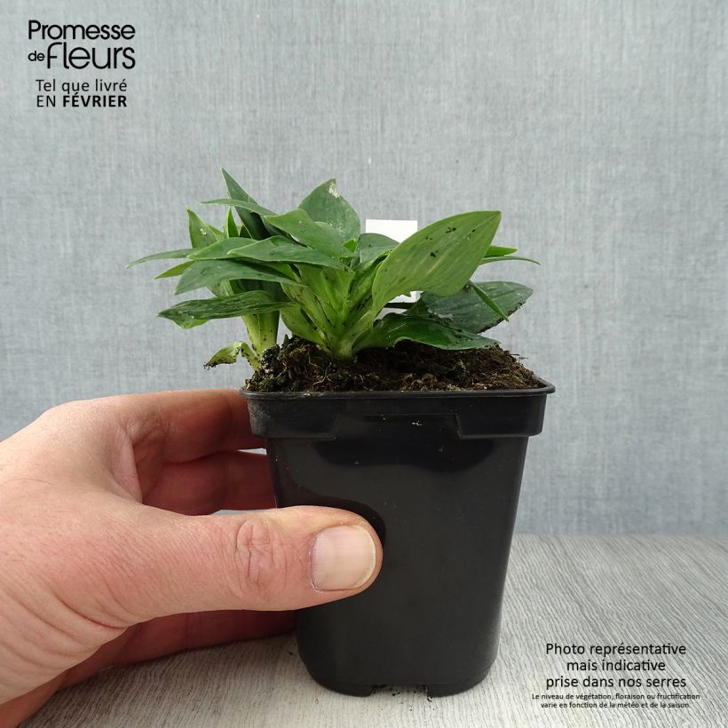 Example of Alstroemeria Pitchounes Lola - Incalelie Kweekpotje van 8/9 cm as you get in hiver