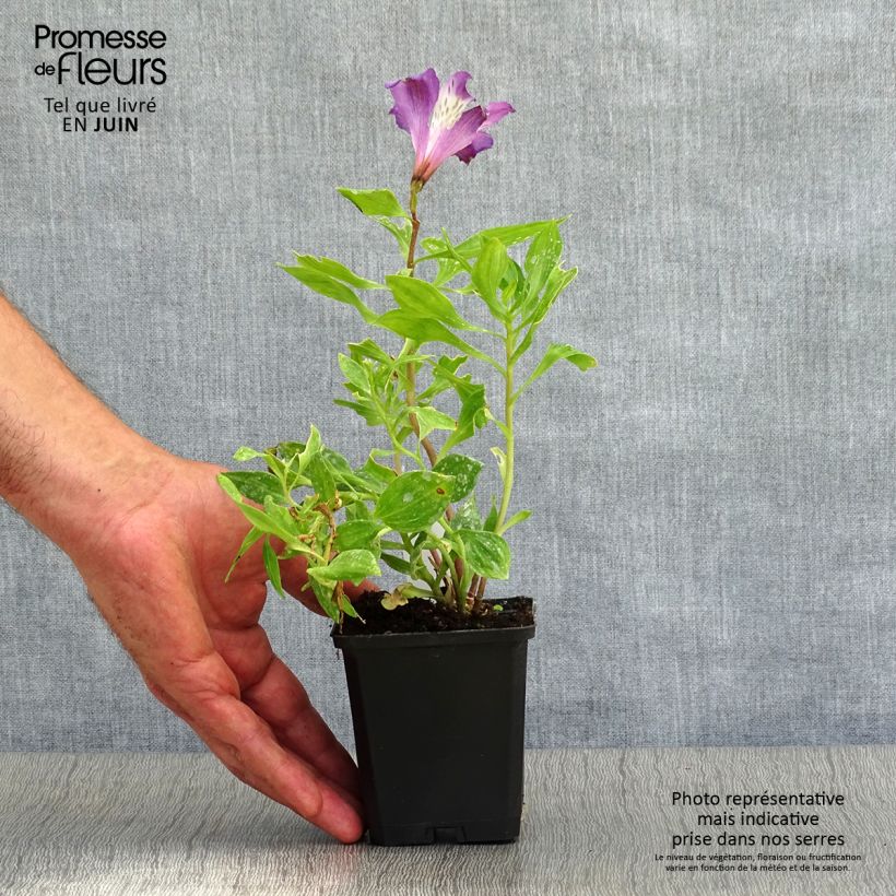 Exemplaar van Alstroemeria Pitchounes Lucas - Incalelie Kweekpotje van 8/9 cm zoals geleverd in de zomer