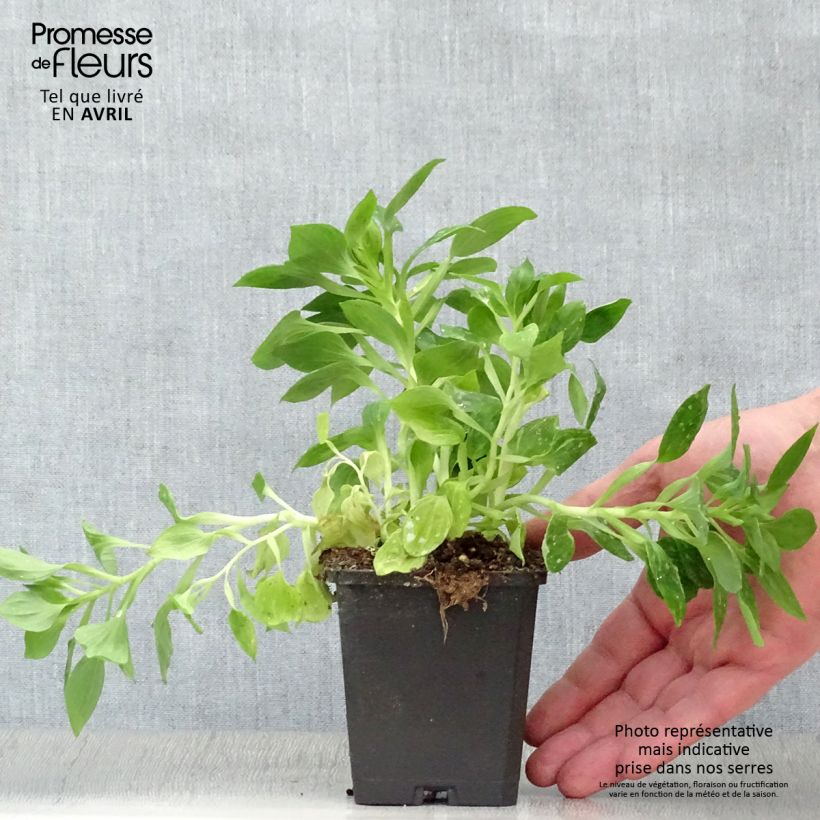 Exemplaar van Alstroemeria Pitchounes Lucas - Incalelie Kweekpotje van 8/9 cm zoals geleverd in de lente