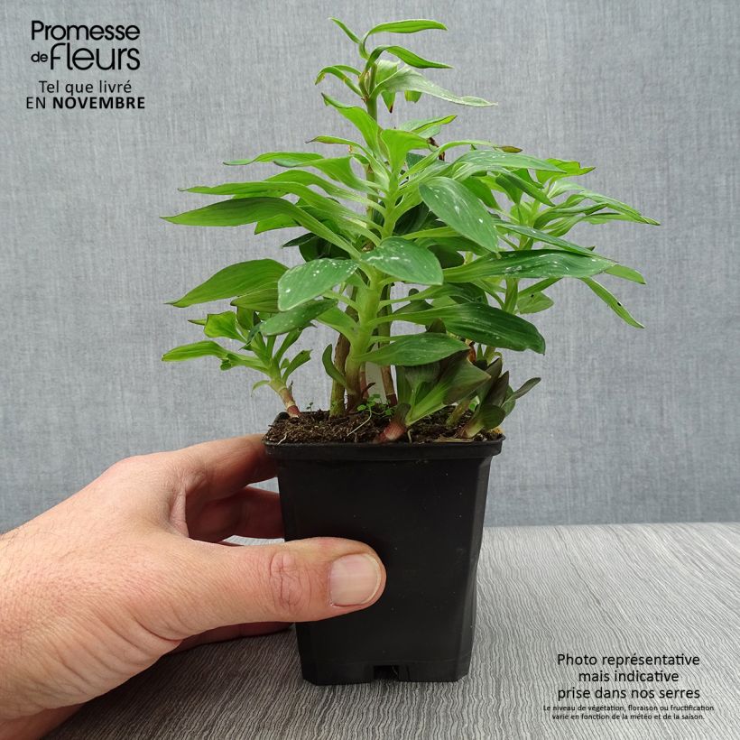 Exemplaar van Alstroemeria Pitchounes Lucas - Incalelie Kweekpotje van 8/9 cm zoals geleverd in de herfst