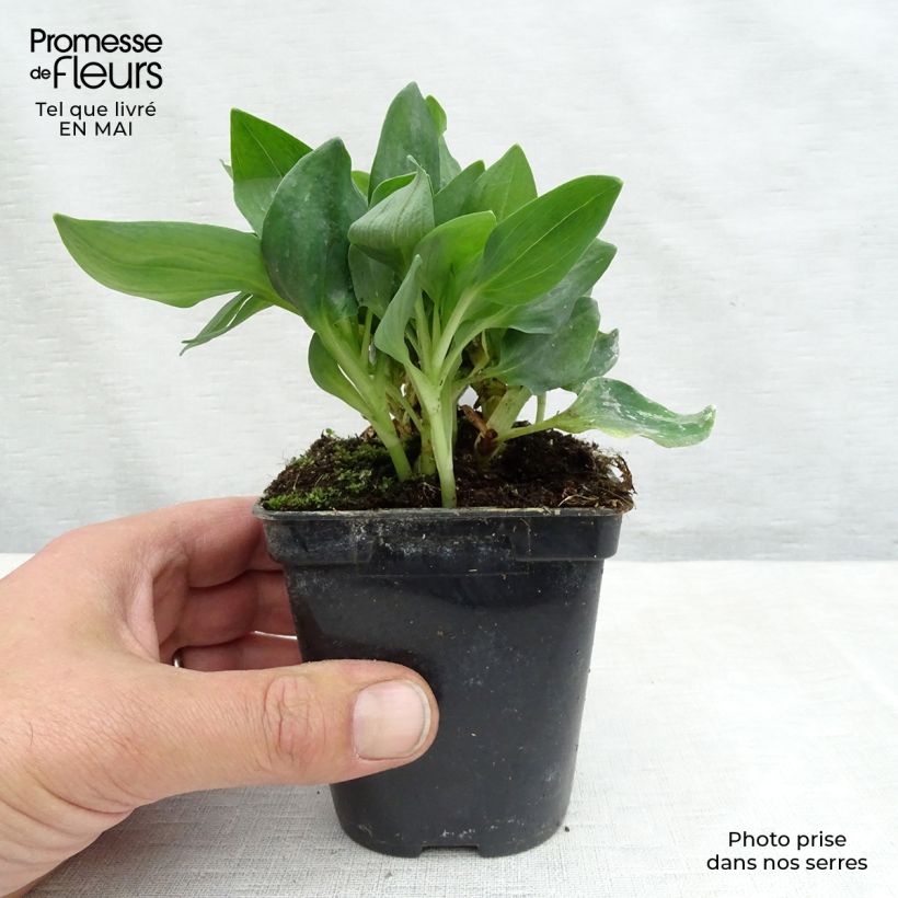Exemplaar van Alstroemeria Pitchounes Noah - Incalelie Kweekpotje van 8/9 cm zoals geleverd in de lente