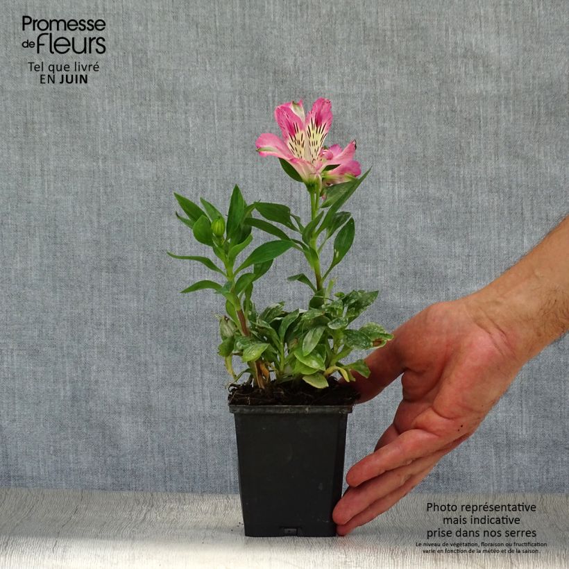 Exemplaar van Alstroemeria Pitchounes Rosie - Incalelie Kweekpotje van 8/9 cm zoals geleverd in de zomer