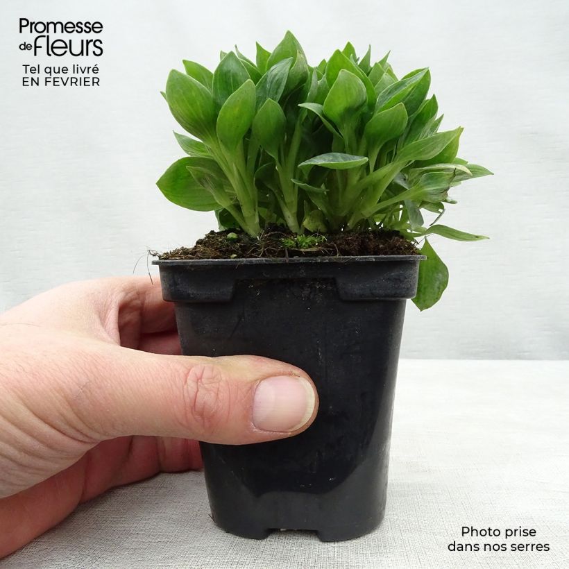 Example of Alstroemère naine Pitchounes Rosie - Lys des Incas Kweekpotje van 8/9 cm as you get in hiver