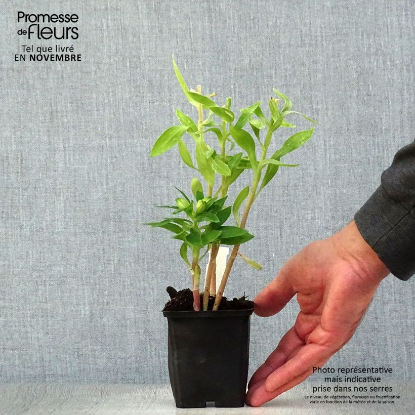 Exemplaar van Alstroemeria Pitchounes Rosie - Incalelie Kweekpotje van 8/9 cm zoals geleverd in de herfst