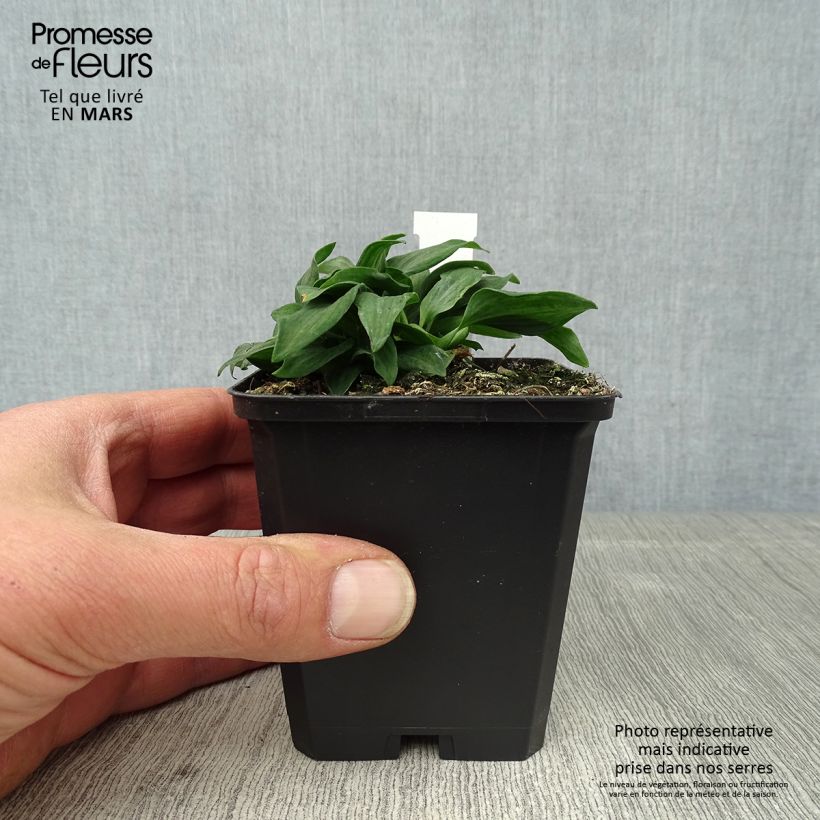 Exemplaar van Alstroemeria Pitchounes Timoté - Incalelie Kweekpotje van 8/9 cm zoals geleverd in de lente