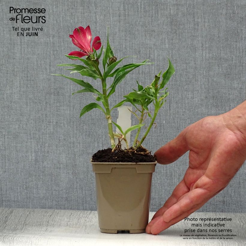 Exemplaar van Alstroemeria Pitchounes Timoté - Incalelie Kweekpotje van 8/9 cm zoals geleverd in de zomer
