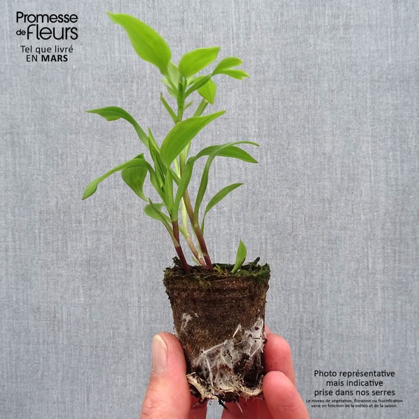 Exemplaar van Alstroemeria Summer Paradise Summer Pepper - Incalelie Wortelkluit van 4 cm x 4,5 cm zoals geleverd in de lente