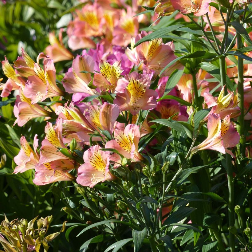Alstroemeria Garden Summer Relieve - Incalelie (Bloei)
