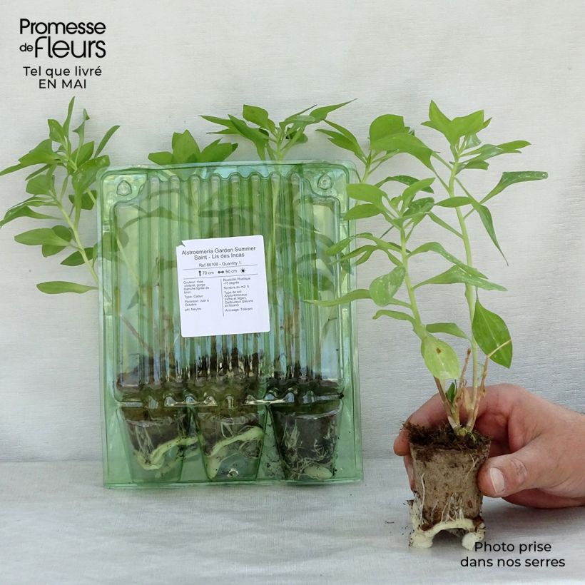 Exemplaar van Alstroemeria Garden Summer Saint - Incalelie Wortelkluit van 4 cm x 4,5 cm zoals geleverd in de lente