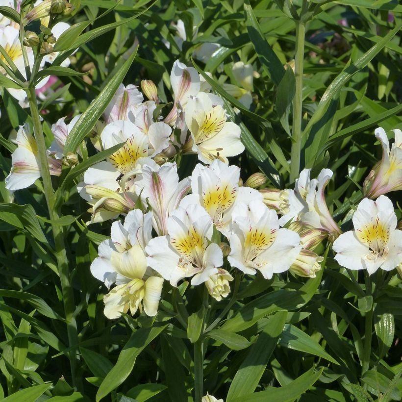 Alstroemeria Garden Summer Sky - Incalelie (Bloei)