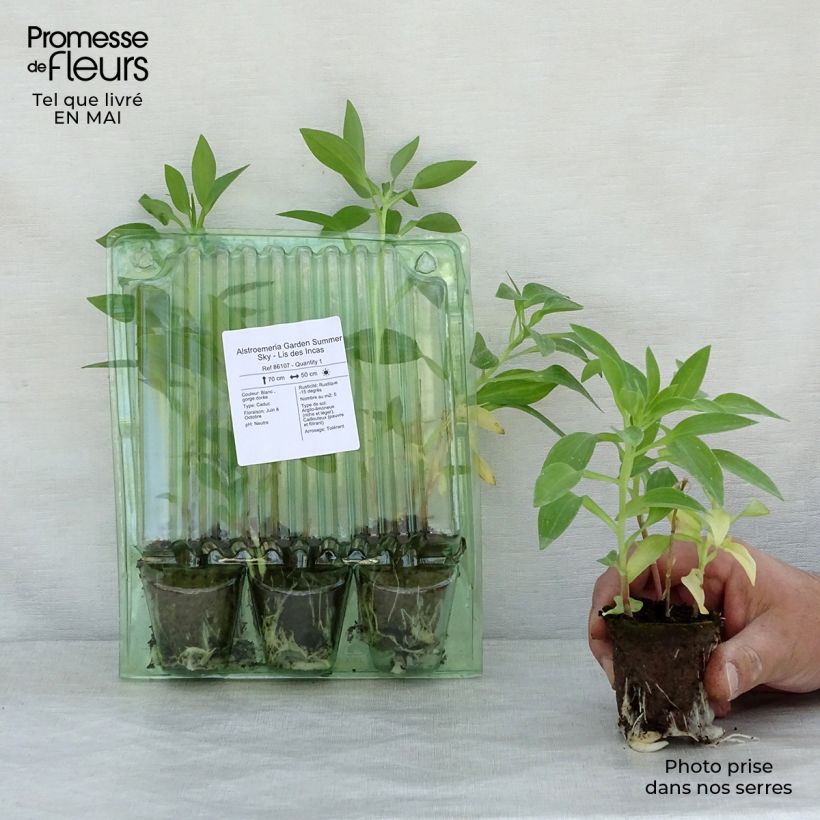 Exemplaar van Alstroemeria Garden Summer Sky - Incalelie Wortelkluit van 4 cm x 4,5 cm zoals geleverd in de lente