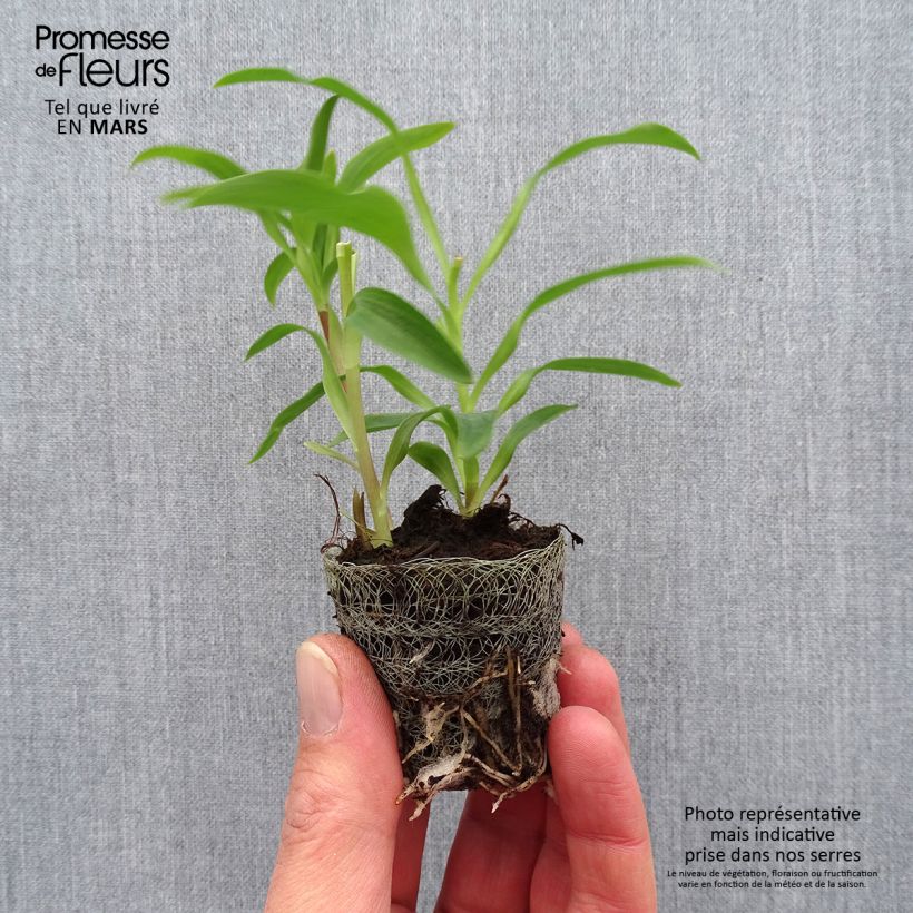 Exemplaar van Alstroemeria Garden Summer Snow - Incalelie Wortelkluit van 4 cm x 4,5 cm zoals geleverd in de lente