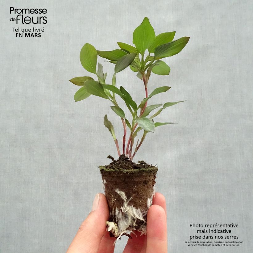 Example of Alstroemeria Indian Summer - Lis des Incas Wortelkluit van 4 cm x 4,5 cm as you get in printemps