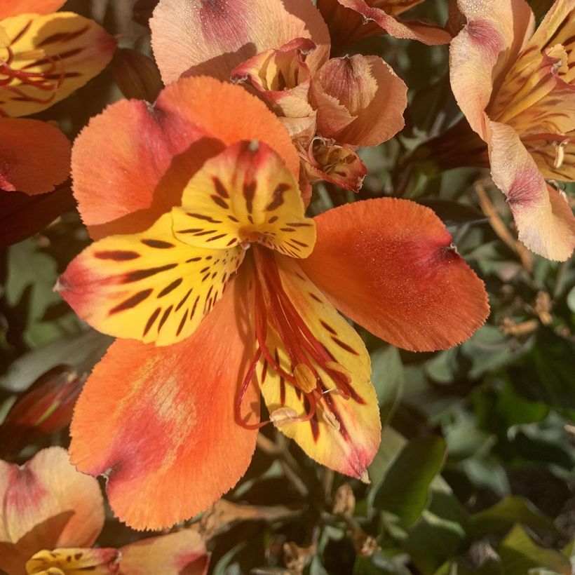 Alstroemeria Indian Summer - Incalelie (Bloei)