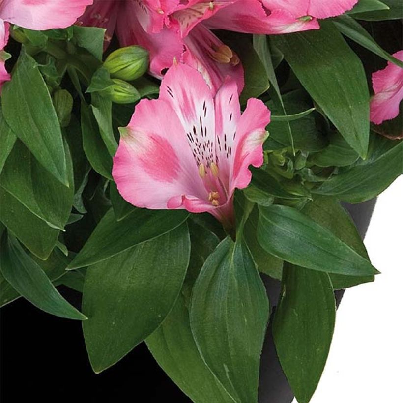 Alstroemeria Inticancha Imala - Incalelie (Foliage)