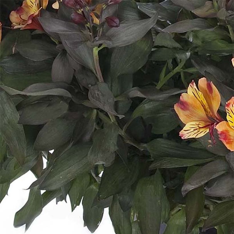Alstroemeria Indian Summer - Incalelie (Foliage)