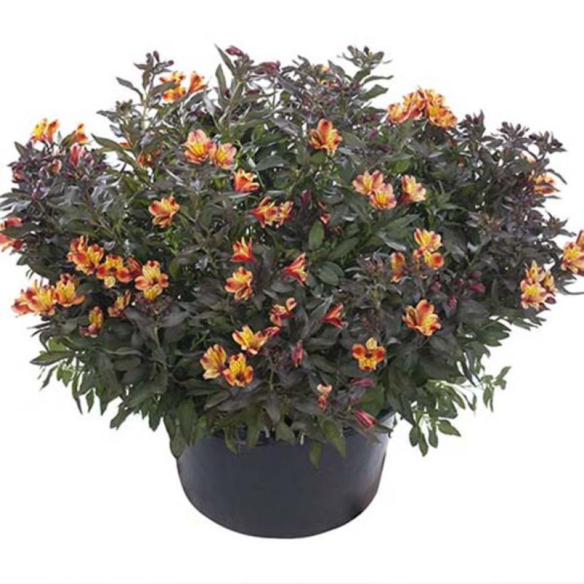 Alstroemeria Indian Summer - Incalelie (Plant habit)