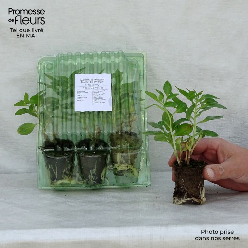 Example of Alstroemeria Inticancha Machu - Lis des Incas Wortelkluit van 4 cm x 4,5 cm as you get in printemps
