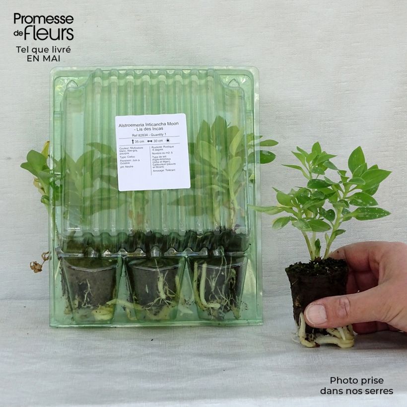 Example of Alstroemeria Inticancha Moon - Lis des Incas Wortelkluit van 4 cm x 4,5 cm as you get in printemps