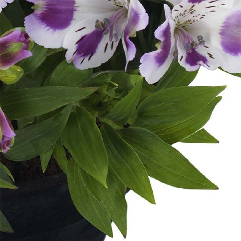 Alstroemeria Inticancha Passion - Incalelie (Blad)