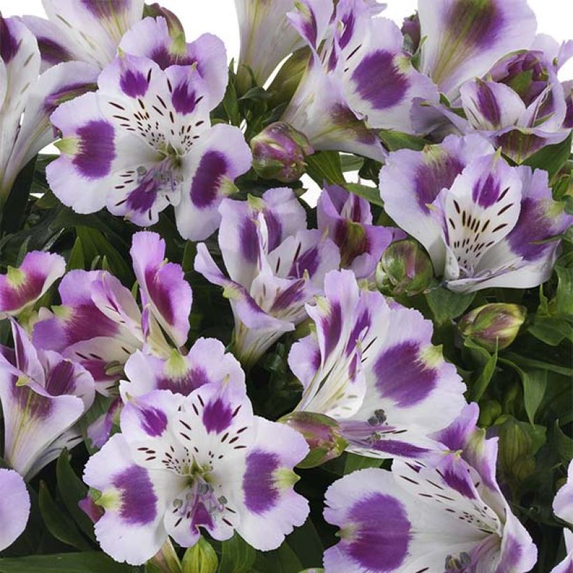 Alstroemeria Inticancha Passion - Incalelie (Bloei)