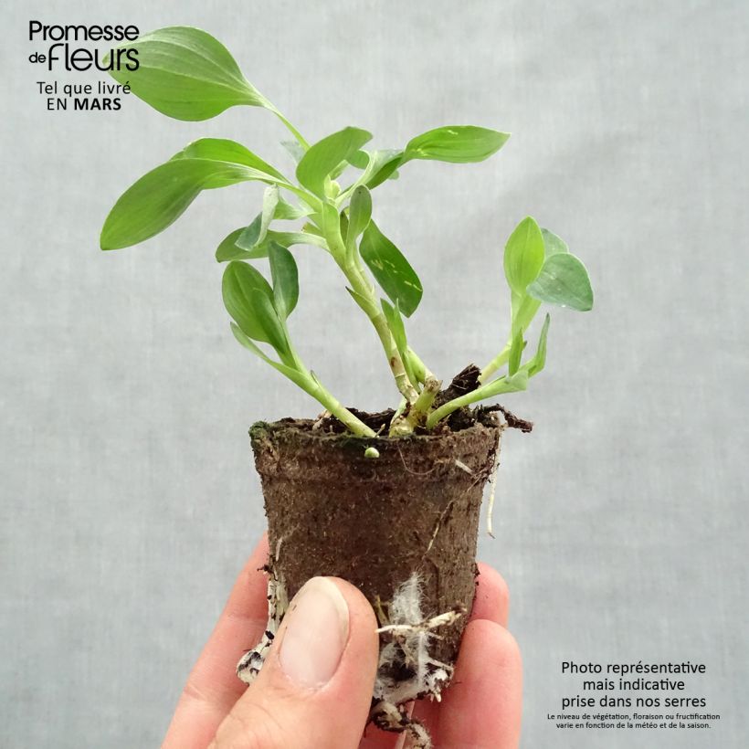 Example of Alstroemeria Inticancha Red ou Valentino - Lis des Incas Wortelkluit van 4 cm x 4,5 cm as you get in printemps