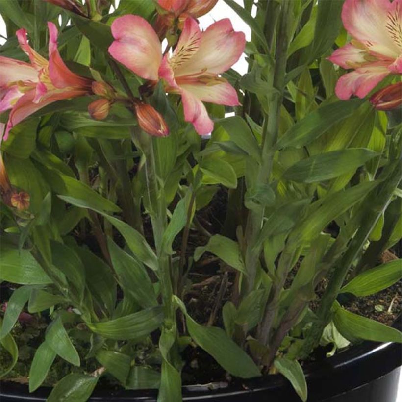 Alstroemeria Summer Break - Incalelie (Foliage)