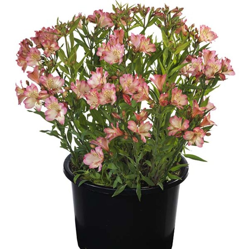 Alstroemeria Summer Break - Incalelie (Plant habit)
